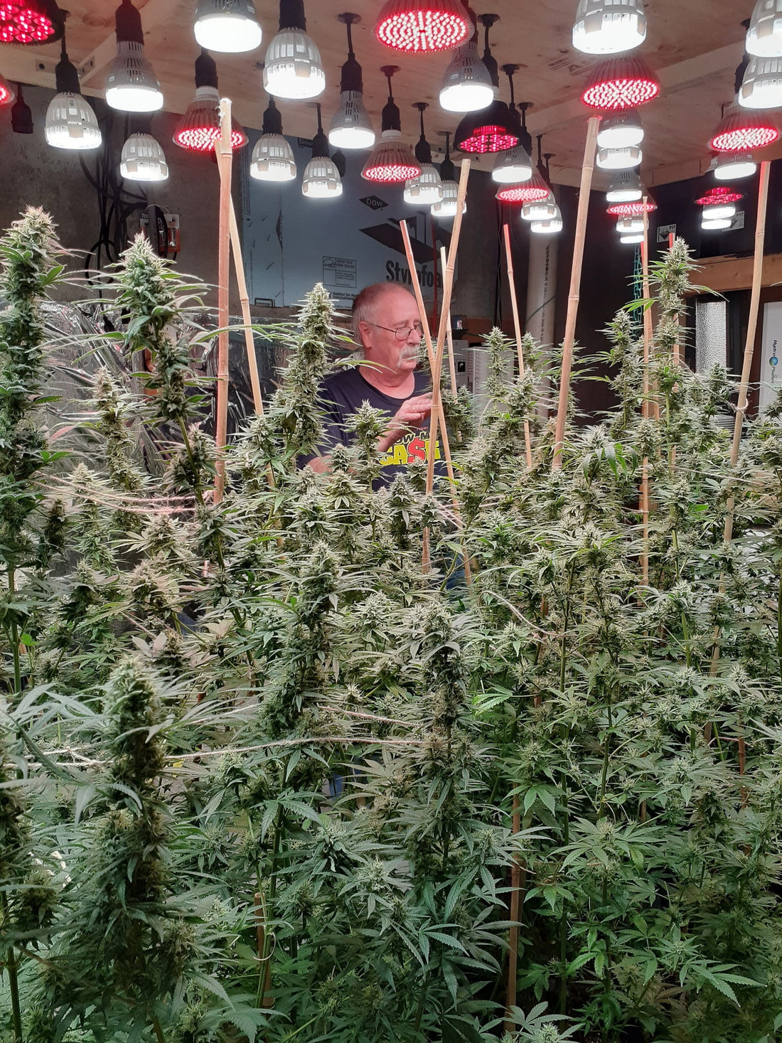Four Steps to Grow Your Own Cannabis | How to Set Up and Maintain A Cannabis Garden