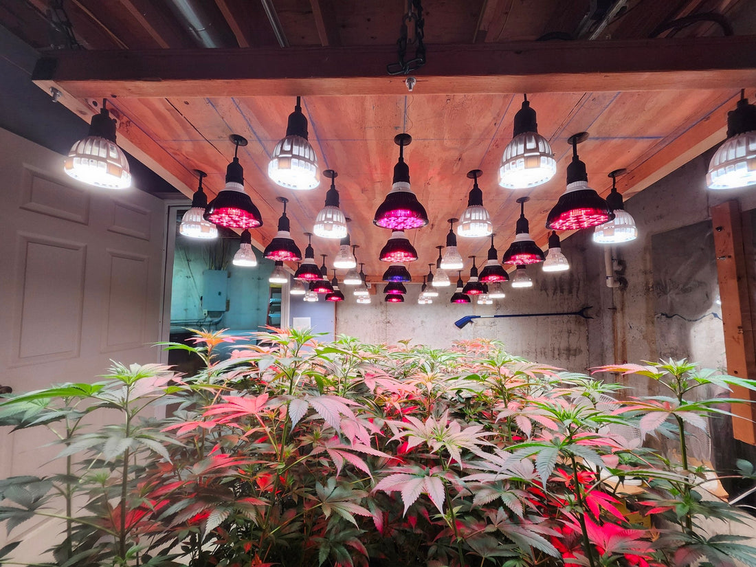 Advantages of Designing Your Own Plywood Base & Light socket Cord Light Fixture