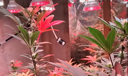 GROWING CANNABIS WITH LED GROW LIGHTS
