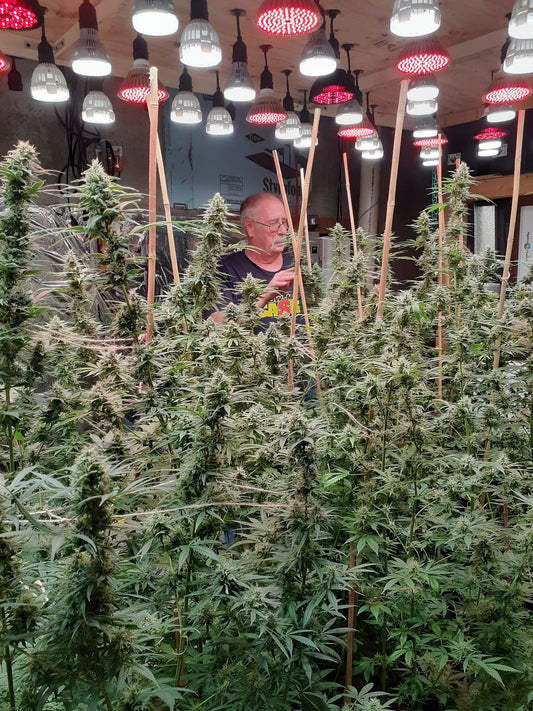 Four Steps to Grow Your Own Cannabis | How to Set Up and Maintain A Cannabis Garden