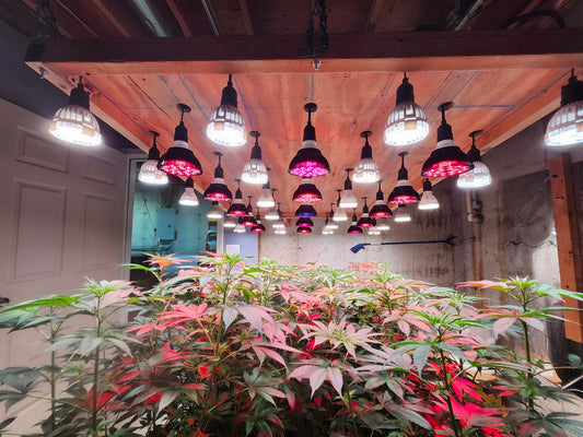 Advantages of Designing Your Own Plywood Base & Light socket Cord Light Fixture