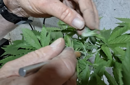Load video: PART 5 Topping Plant