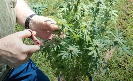 Load video: PART 6 Harvest Time!