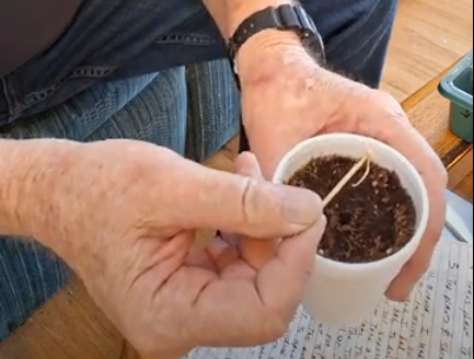 Load video: PART 2 Planting Seedlings