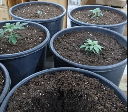 Load video: PART 3 Transplanting